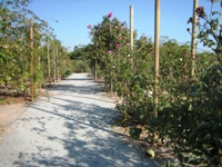 Heritage Rose Garden San Jose 2.JPG